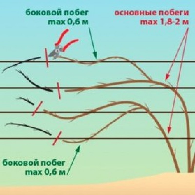 Схема обрезки ежевики