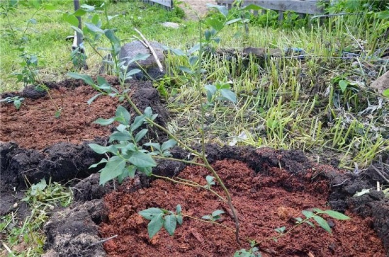 Какой должна быть почва для посадки. Голубика Садовая посадка. Корневая система голубики садовой. Грядка для голубики. Почва для голубики садовой.