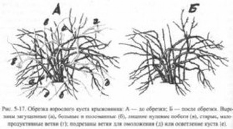 Как обрезать крыжовник весной для начинающих схемы