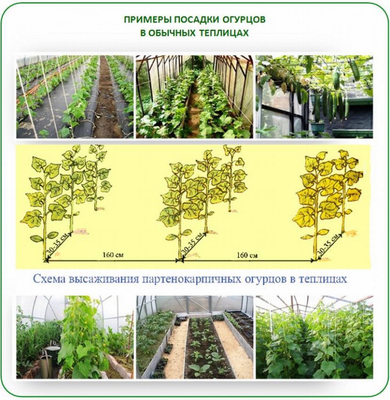 Как лучше посадить огурцы в теплице схемы посадки фото