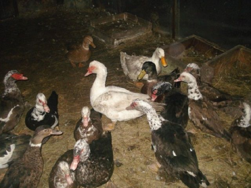 Индоутка ~ 2кг. Индоутки подстилка утят. Хохлатые индоутки. Индоутка ферма. Утятник для мускусной утки.