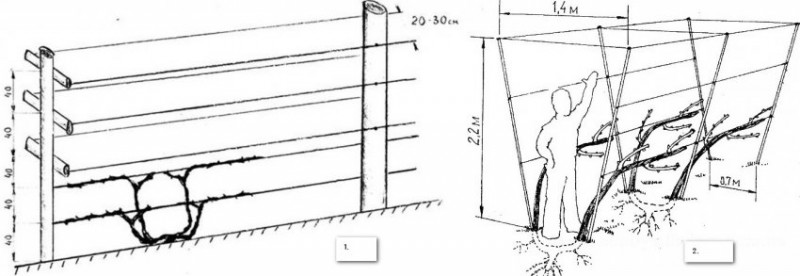 Схема подвязки винограда на одноплоскостной шпалере