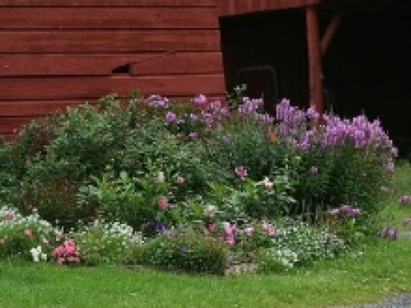 Физостегия В Ландшафтном Дизайне фото 3