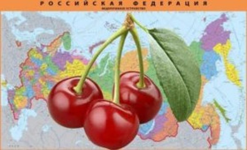 Особенности посадки вишни весной в регионах