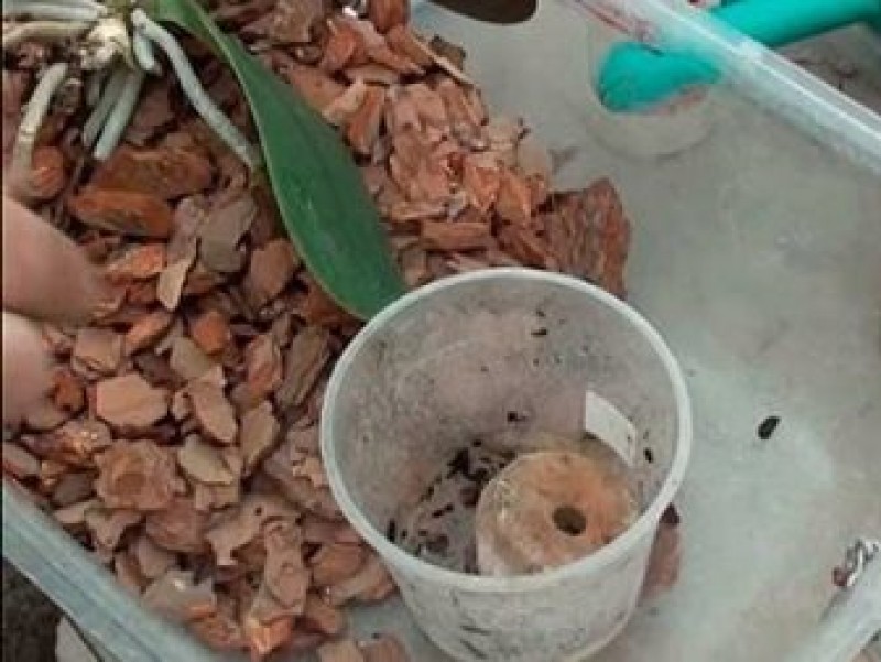 Керамзит для орхидеи фаленопсис. Дренажные камушки для цветов. Орхидея растет в керамзите. Субстрат орхидея. Дренаж для орхидей.