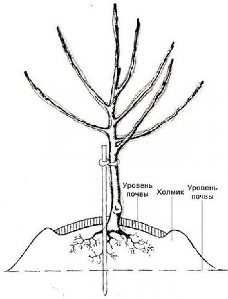 Какие деревья близко грунтовые воды. Корневая шейка плодовых саженцев. Корневая шейка саженца вишни. Хеномелес корневая шейка. Корневая шейка саженца абрикоса.