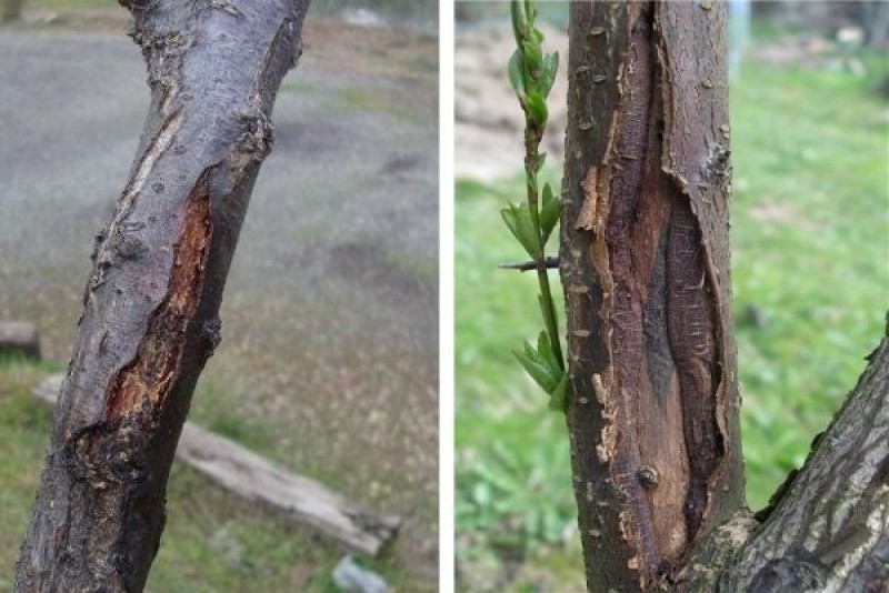 Болезни Коры У Яблони Лечение