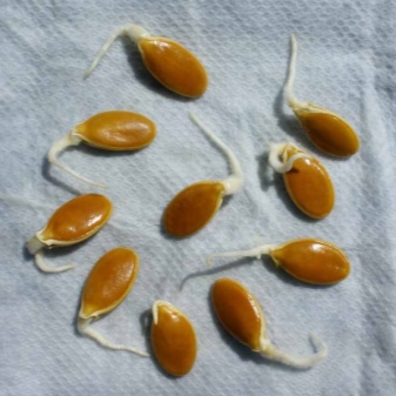 Проращивание семечек. Пророщенный росток тыквы. Прорастить семена огурца. Семена подсолнечника микрозелень. Пророщенное семечко конопли.