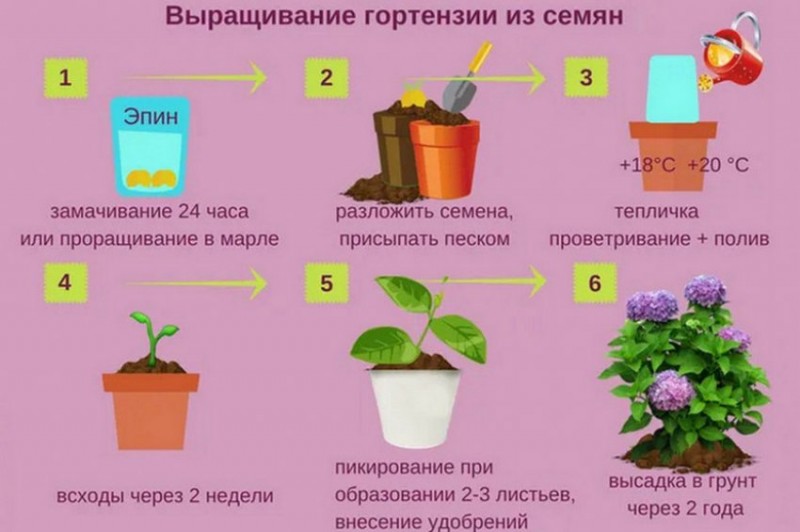 Схема подкормки метельчатой гортензии