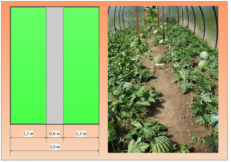 Оптимальная ширина грядки в теплице