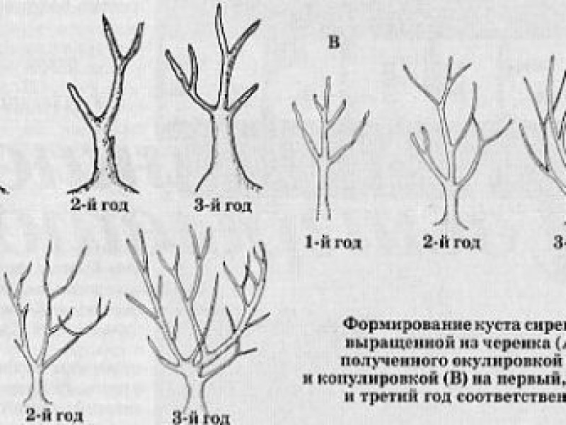 Формирование куста сирени