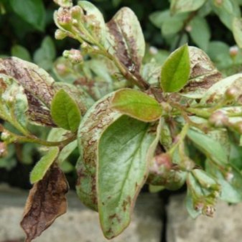 ржавчина тополя (melampsora medusae). клен ясенелистный мучнистая роса. агробактериум тумефациенс. болезни декоративных. болезни декоративных.