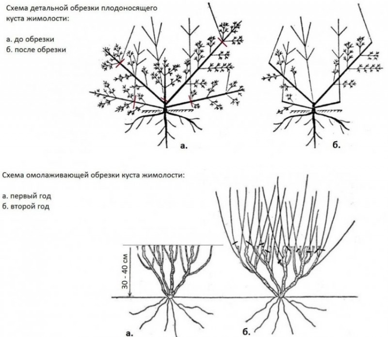 Схема обрезки взрослой жимолости