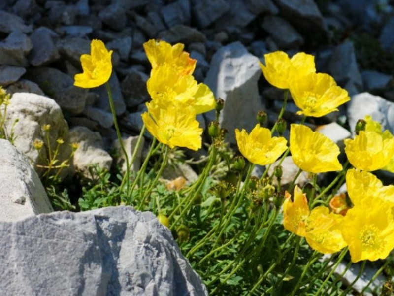 Полярный мак. Мак Полярный (Papaver radicatum). Арктическая пустыня Полярный Мак. Полярный Мак в Арктике. Растения Арктики Полярный Мак.