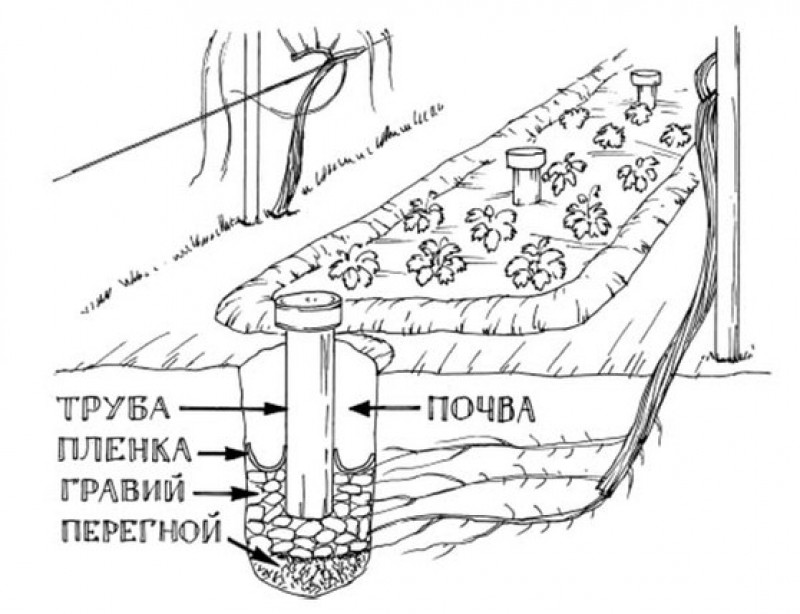 Посадка винограда в траншею. Дренажный полив винограда схема. Дренаж для винограда с трубой для полива. Виноград дренажная система. Схема вкопки трубы для полива винограда.