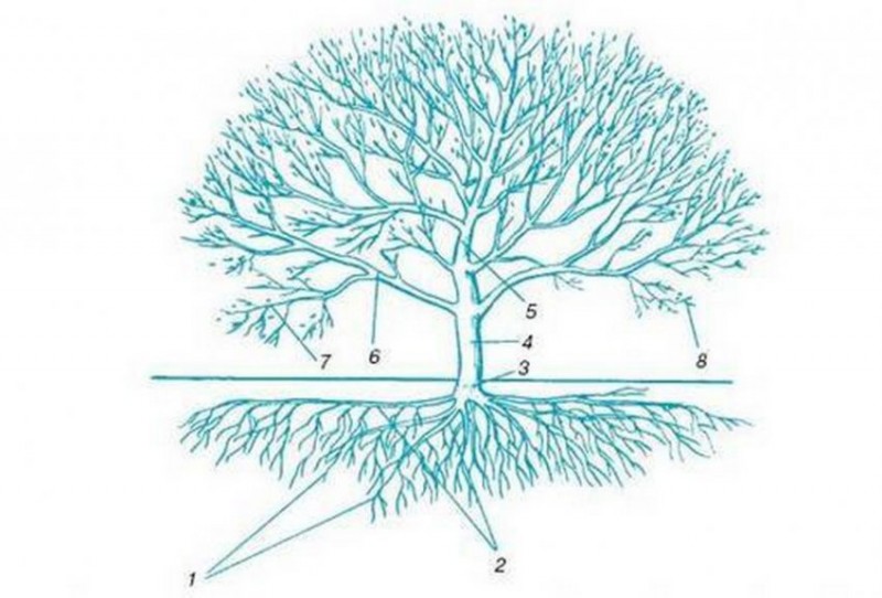 Корневая система абрикоса схема