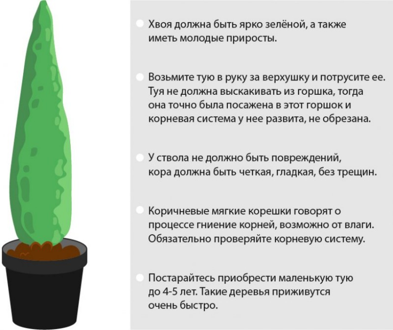 Какие туи не надо стричь