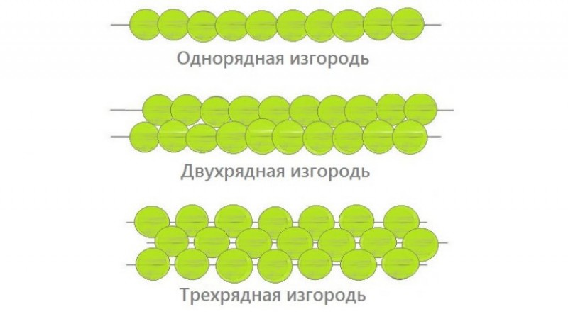 Туя для живой изгороди какая лучше в подмосковье