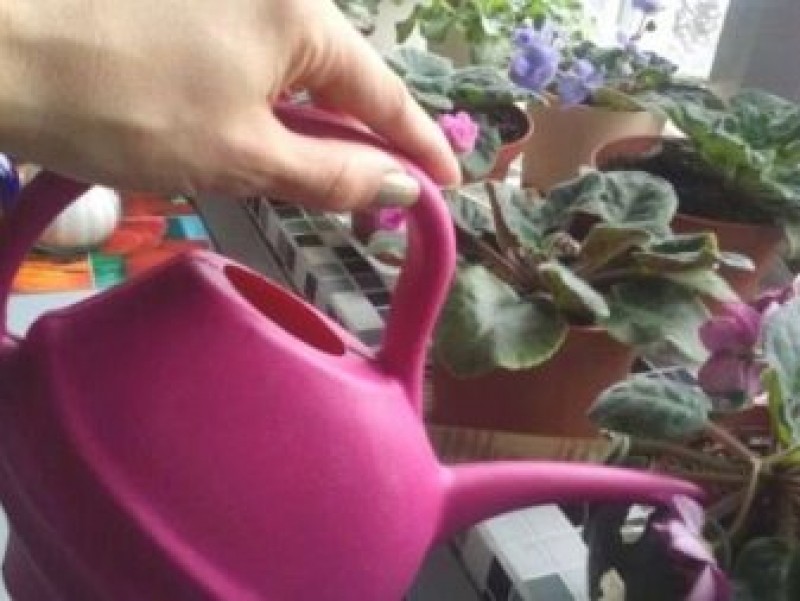 Фитильный полив. Растение которое не надо поливать. Лейка для фиалок. Сенполия фитильный полив. Верхний полив фиалок.