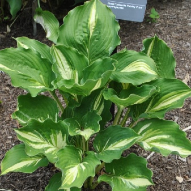 хоста лейксайд пейсли принт. хоста гибридная лейксайд пейсли принт. Hosta lakeside paisley print. хоста лейксайд пейсли принт lakeside paisley print. хоста гибридная лейксайд пейсли принт.