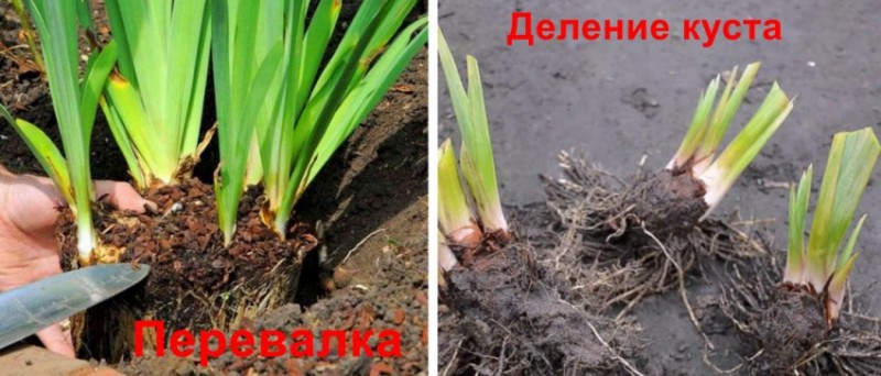 Как обрезать ирисы на зиму фото Как следить за ирисами в период с августа по сентябрь © Геостарт