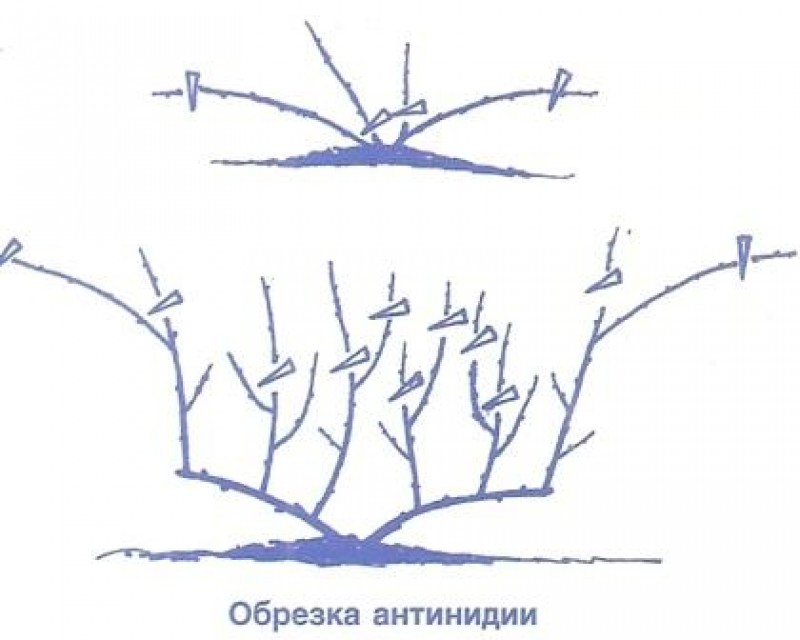 Обрезка киви осенью для начинающих в картинках пошагово