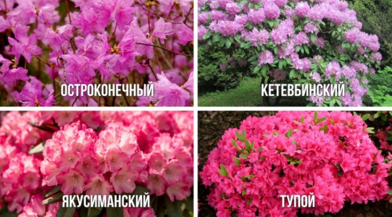 Посадка рододендронов группами