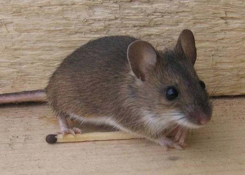 I mouse. Mus musculus домовая мышь. Мышь домовая (mus musculus l.. Мышь домовая серая. Серая домовая мышь домовая.