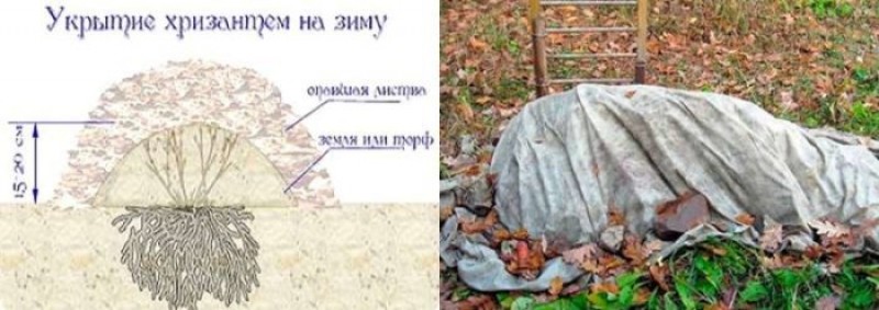 Как оставлять хризантемы на зиму. Укрытие хризантем на зиму. Укрытие хризантемы на зиму в открытом грунте. Как укрыть хризантемы на зиму.