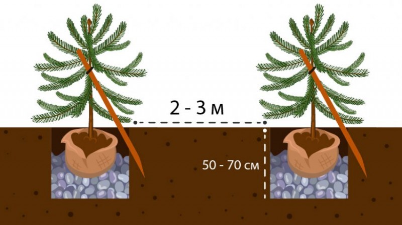 Схема посадки ели