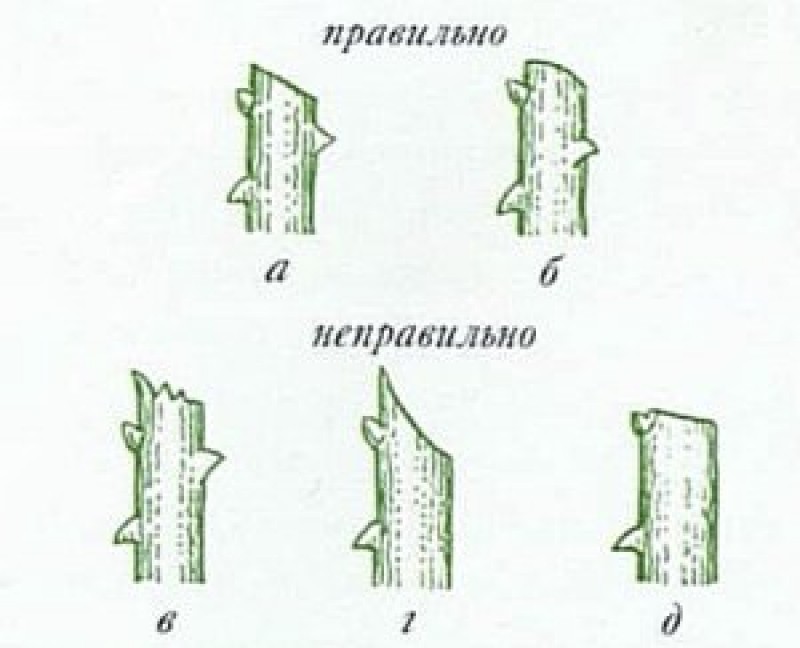 Липа древесина спил. Подставка из среза дерева. Правильно обрезать черенок розы. Как сделать срез. Спил яблони.