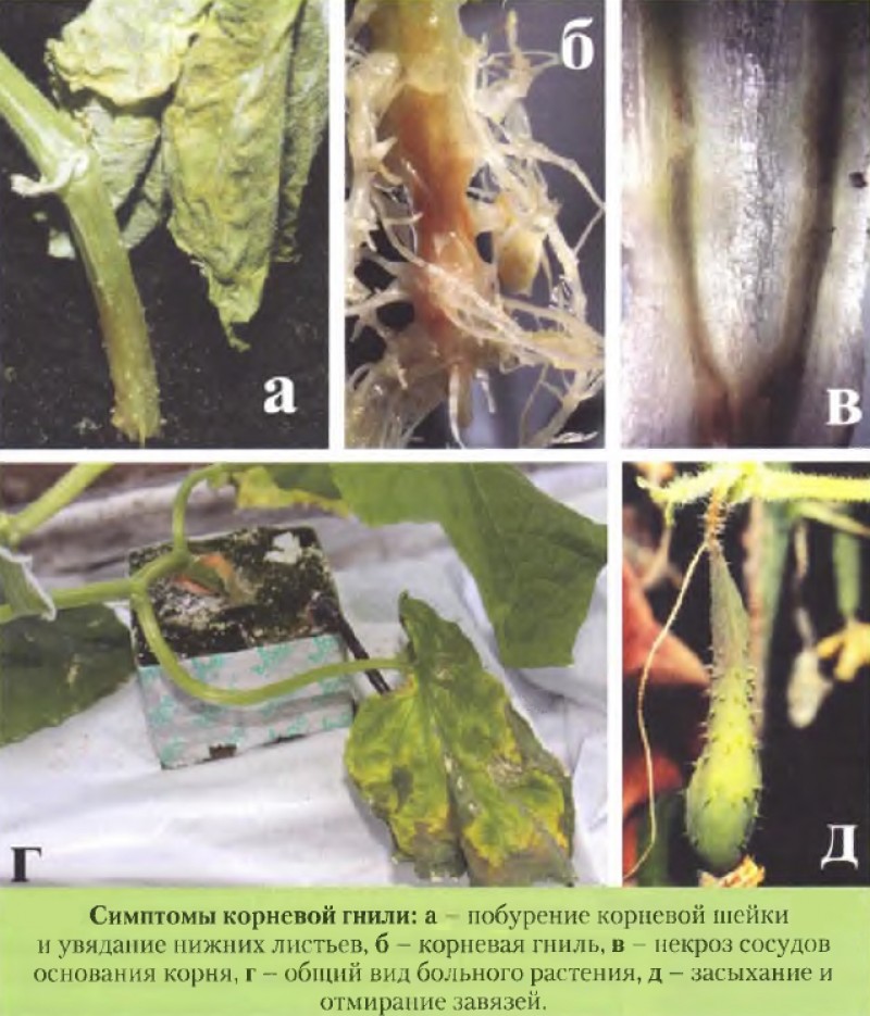 Болезни рассады огурца описание с фотографиями