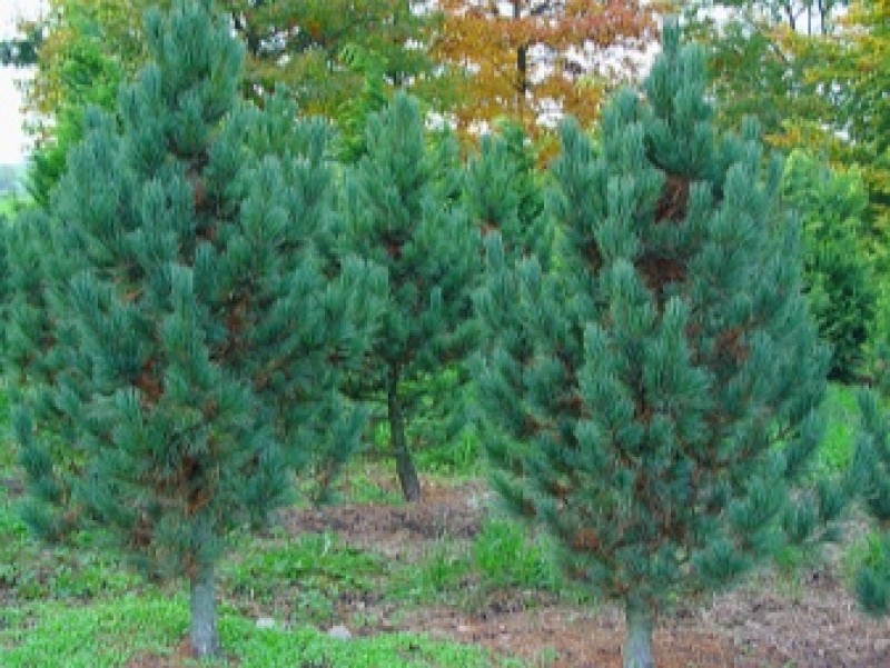 Pinus cembra. Сосна Кедровая Глаука. Сосна Кедровая европейская Глаука. Сосна Кедровая Глаука (glauca). Сосна Кедровая европейская Pinus Cembra.