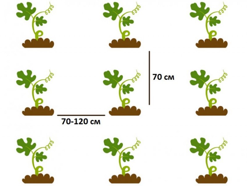 Схема посева арбузов