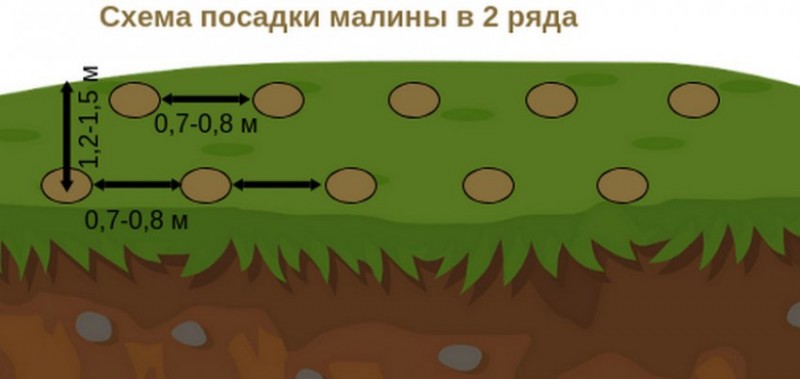 Посадка малины ямковым способом