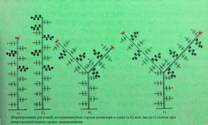 Детерминантный сорт. Формируем индетерминантные томаты в два стебля. Формирование томата в два стебля. Детерминантный сорт помидор формирование. Формирование детерминантных томатов в открытом грунте.
