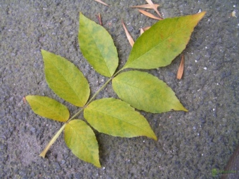 Как выглядят листья. Ясень обыкновенный лист. Fraxinus Americana листья. Ясень обыкновенный прилистники \. Ясень обыкновенный осенью.