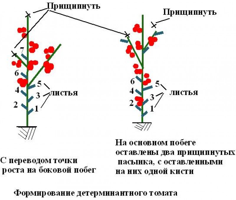 Красный пасынка. Схема пасынкования томатов. Пасынкование детерминантных помидор. Схема пасынкования детерминантных томатов. Пасынкование помидор в теплице схема.