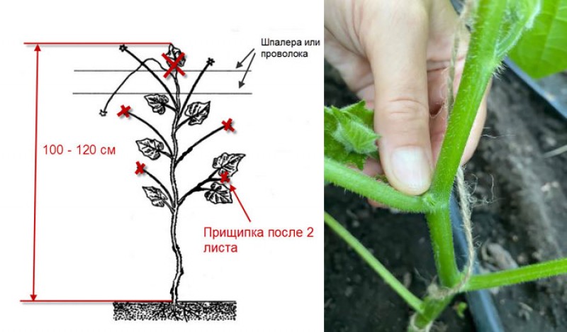 Удаление листа. Прищипка и пасынкование. Пасынкование огурцов. Пасынковать огурцы в теплице. Прищипывание огурцов.