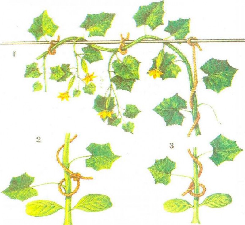 Строение куста огурца рисунок