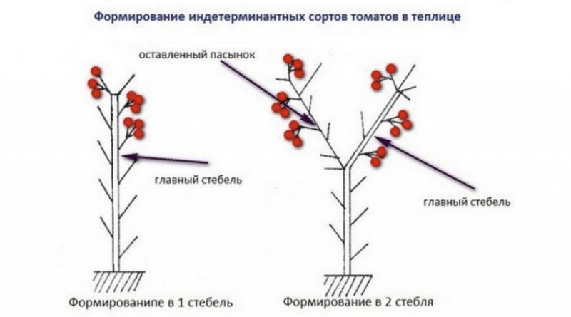 Формирование томатов в теплице