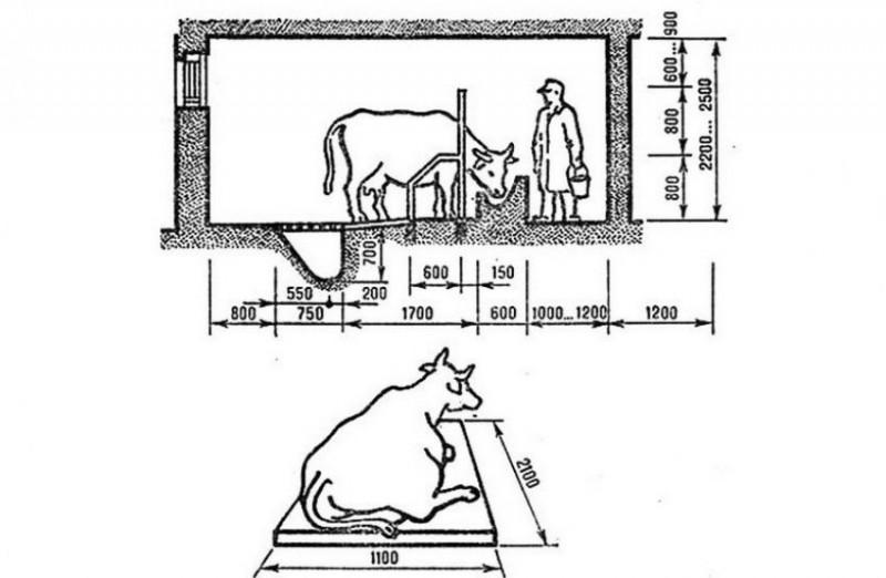Проект сарай для коров