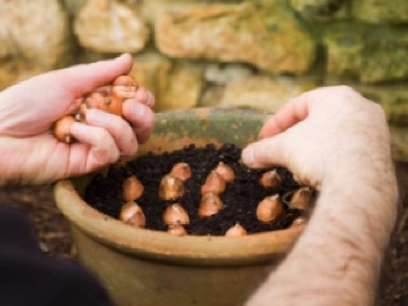 перевалка петунии. виола анютины глазки семена. горшки для рассады. примула высаживание. в горшке в открытый грунт.