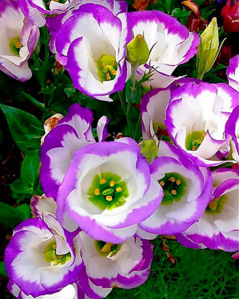 Садовый цветок эустома фото и описание