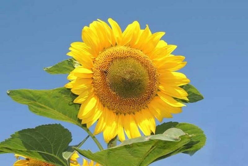 Донской 22 подсолнечник. Си купава подсолнечник. Подсолнечник иртыш. Подсолнечник вниимк. Семена подсолнечника русид.