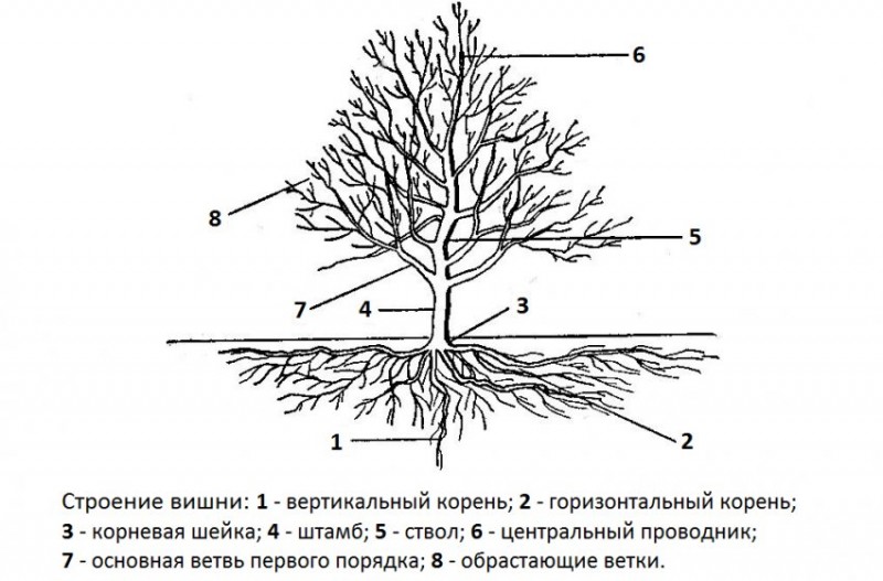 Строение вишнёвого дерева