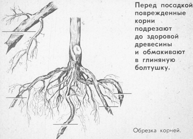 Корневая система яблони схема выкорчевывания