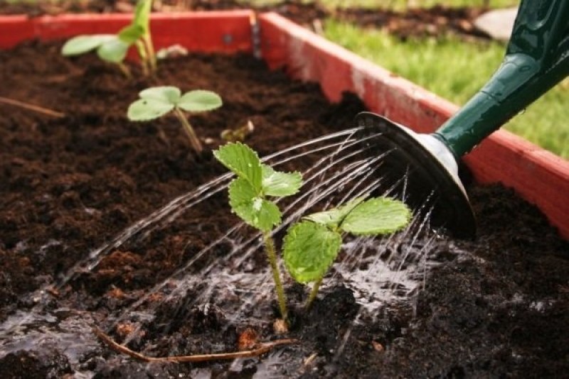 Полив клубники. Удобрения под клубнику. Весеннее удобрение для клубники. Посадка виктории весной в открытый грунт. Осенняя подкормка клубники.