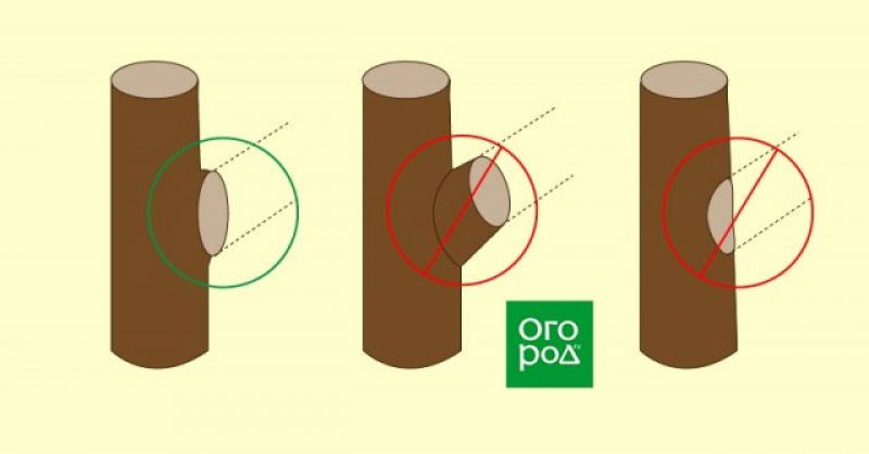 спил веток плодовых деревьев на кольцо. как обрезать ветку на кольцо. срез на кольцо. обрезка на кольцо. правильное обрезание плодовых деревьев на кольцо.