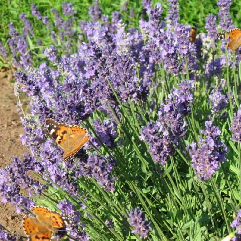 семена лаванда узколистная вознесенская. лаванда узколистная 'blue scent'. лаванда узколистная южанка. лаванда узколистная посадка. мульчирование лаванды.